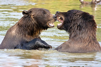 Alaska Bears
