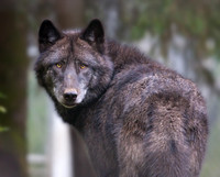 Alaska Wolf